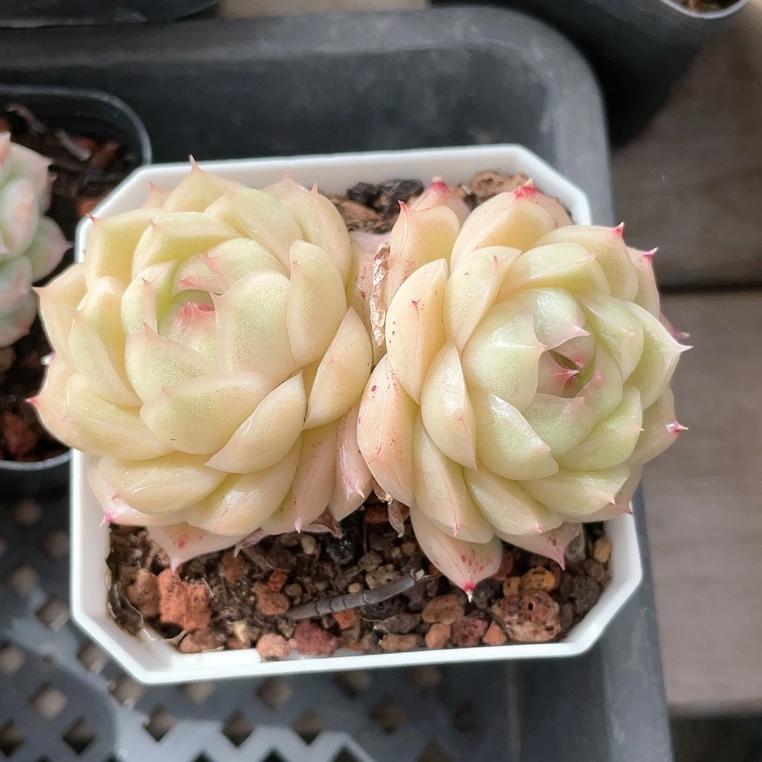 优选麦秆圆包透9050