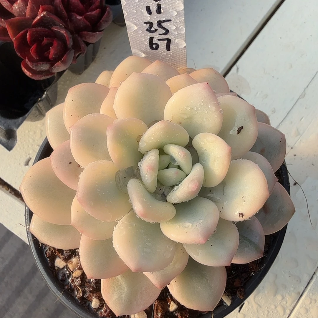 l***125112167拉丝雨锦