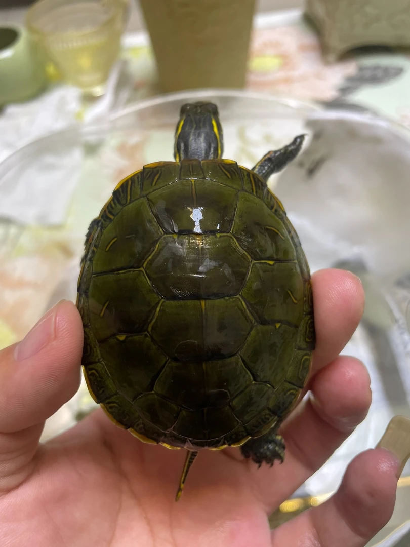 直播挑选观赏龟。(叫到名字拍对应链接，乱拍随机发货)