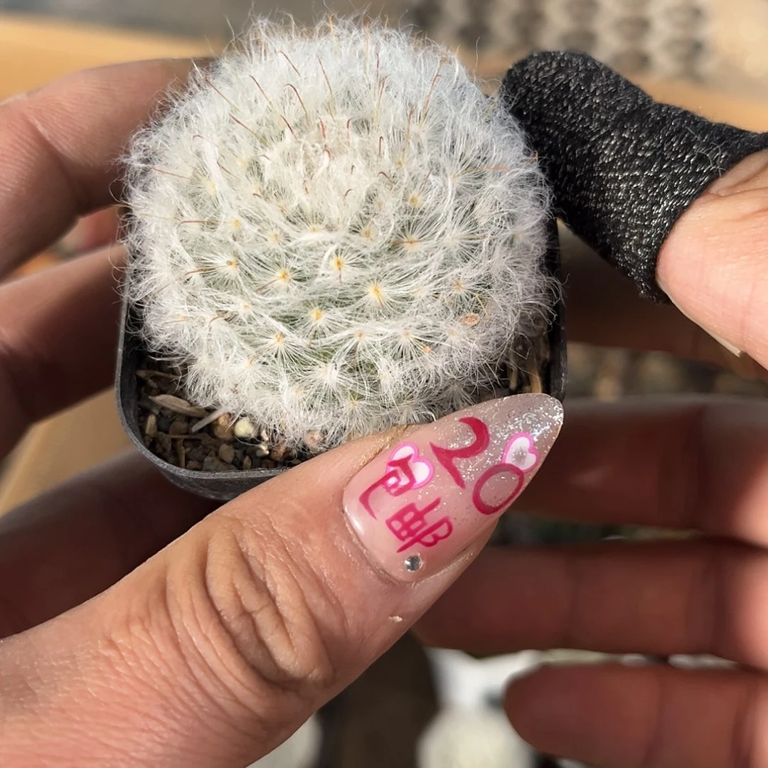 白云高沙单头发货有根