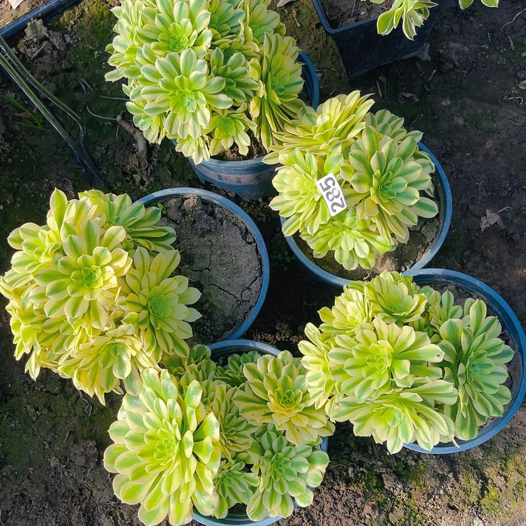 五盆法师13–38包邮法师