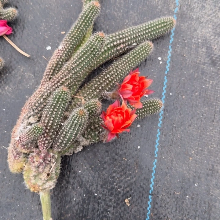 白檀仙人掌群生一群766