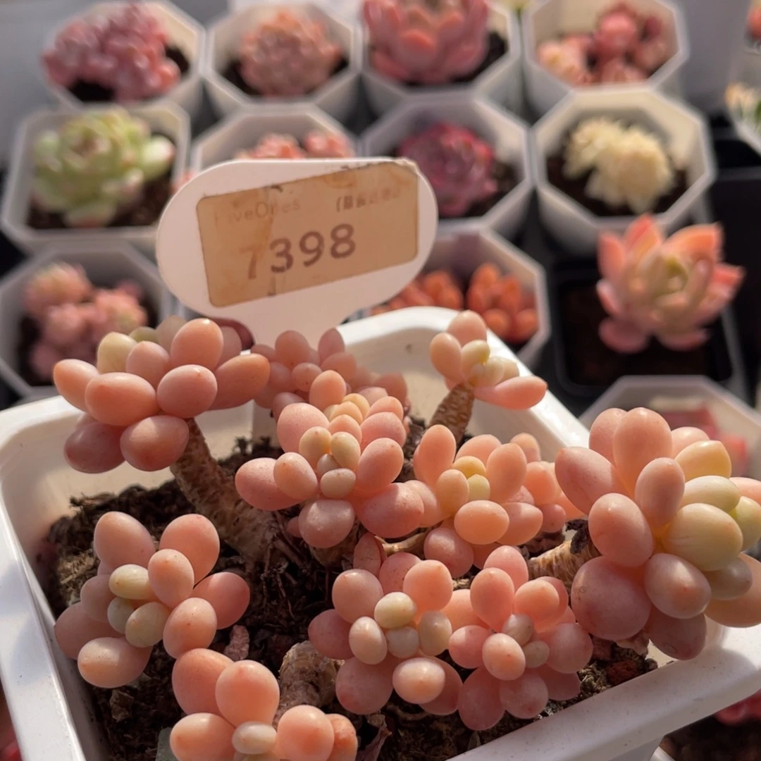 鱼子酱7398-10.5厘米