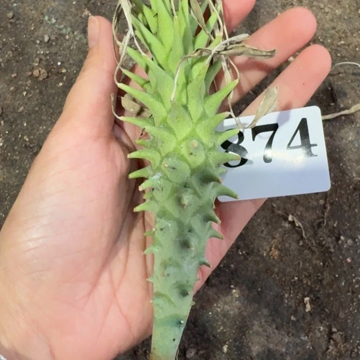 粒藻大戟一物一拍多肉