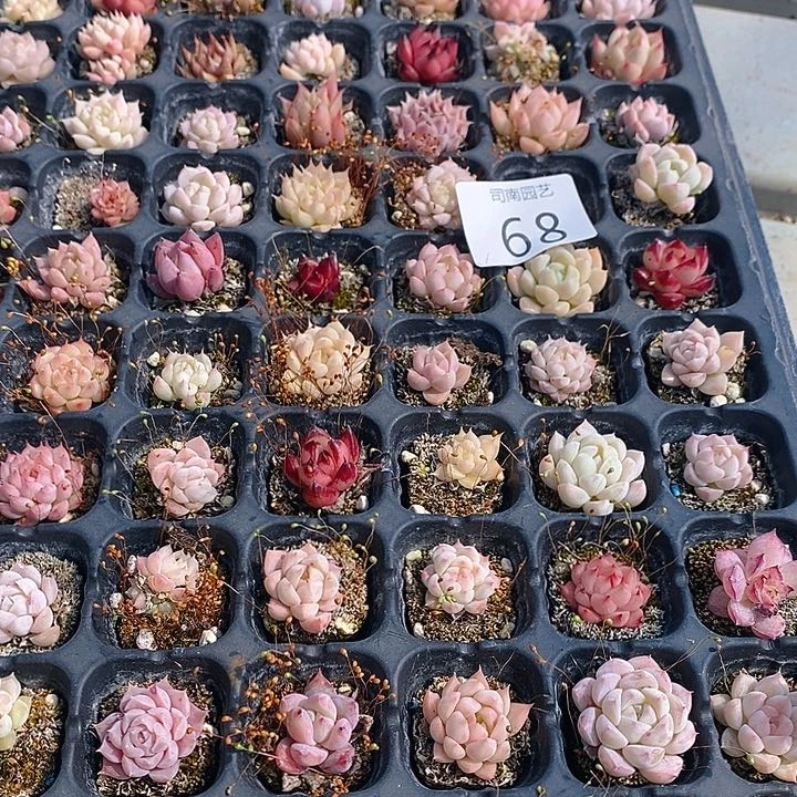 68 多肉植物盆栽花卉盆栽