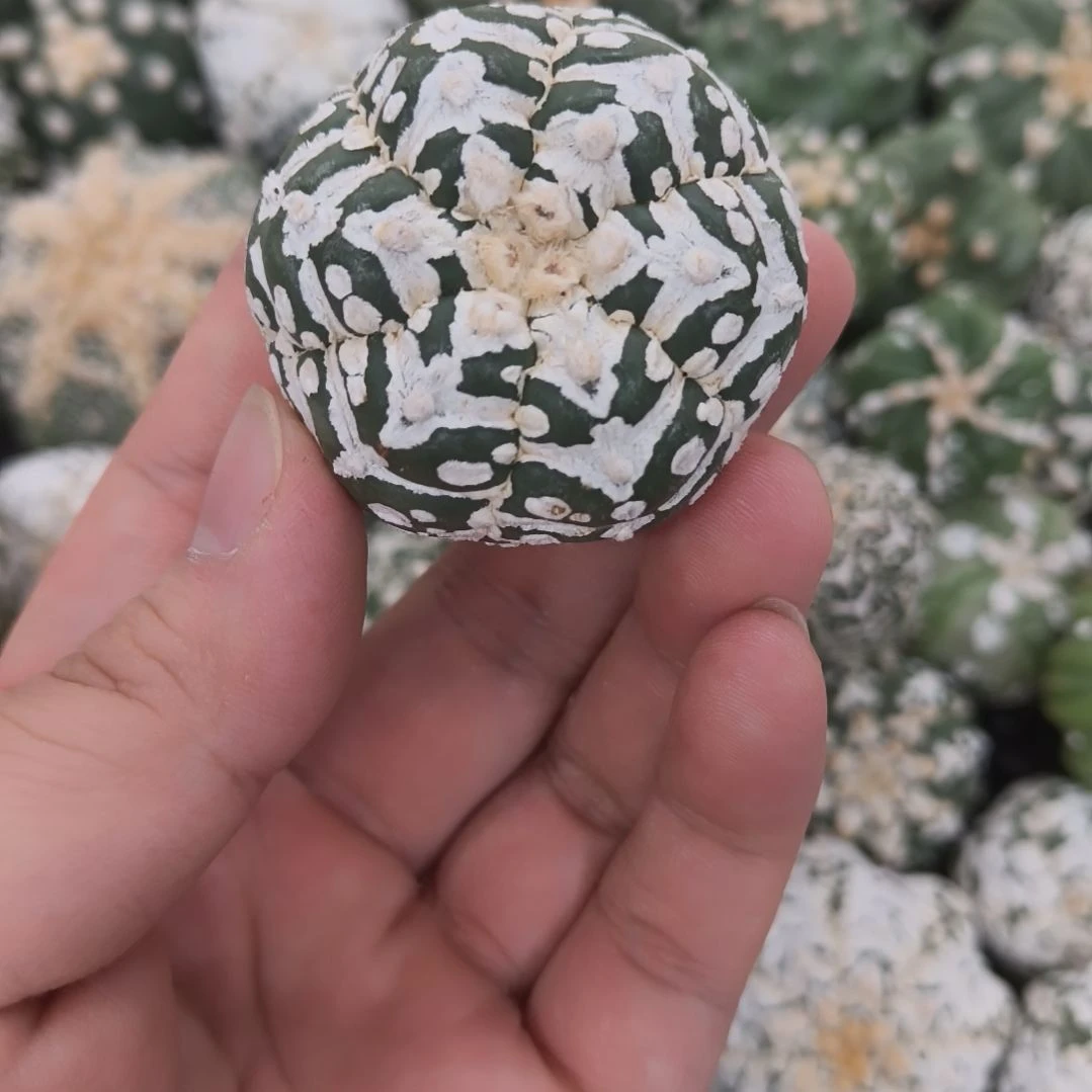 六棱大V兜兜兜兜哈哈哈