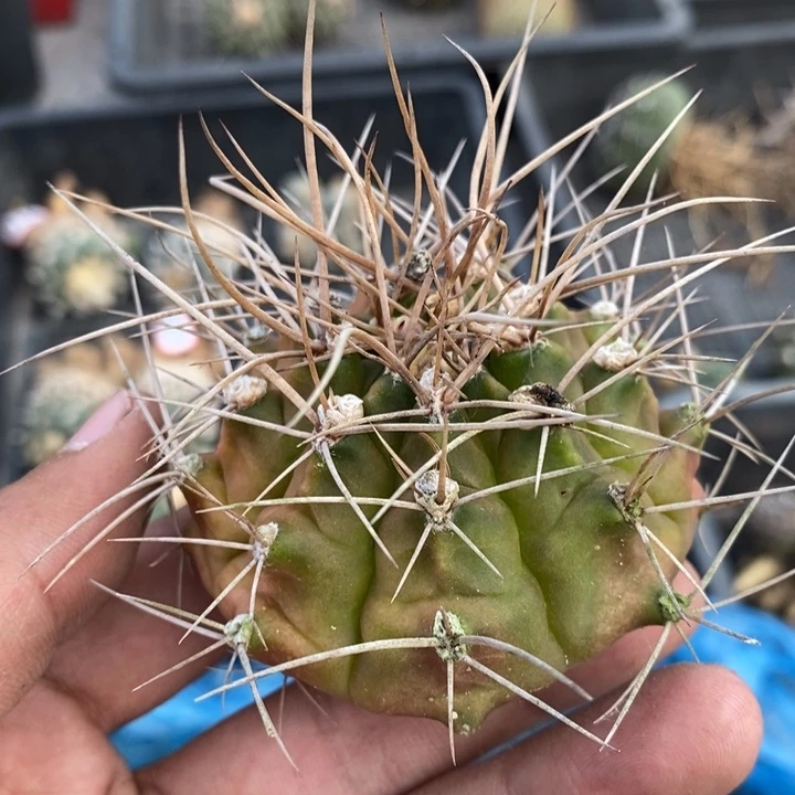 【闪购商品】觀753狂刺翠晃冠