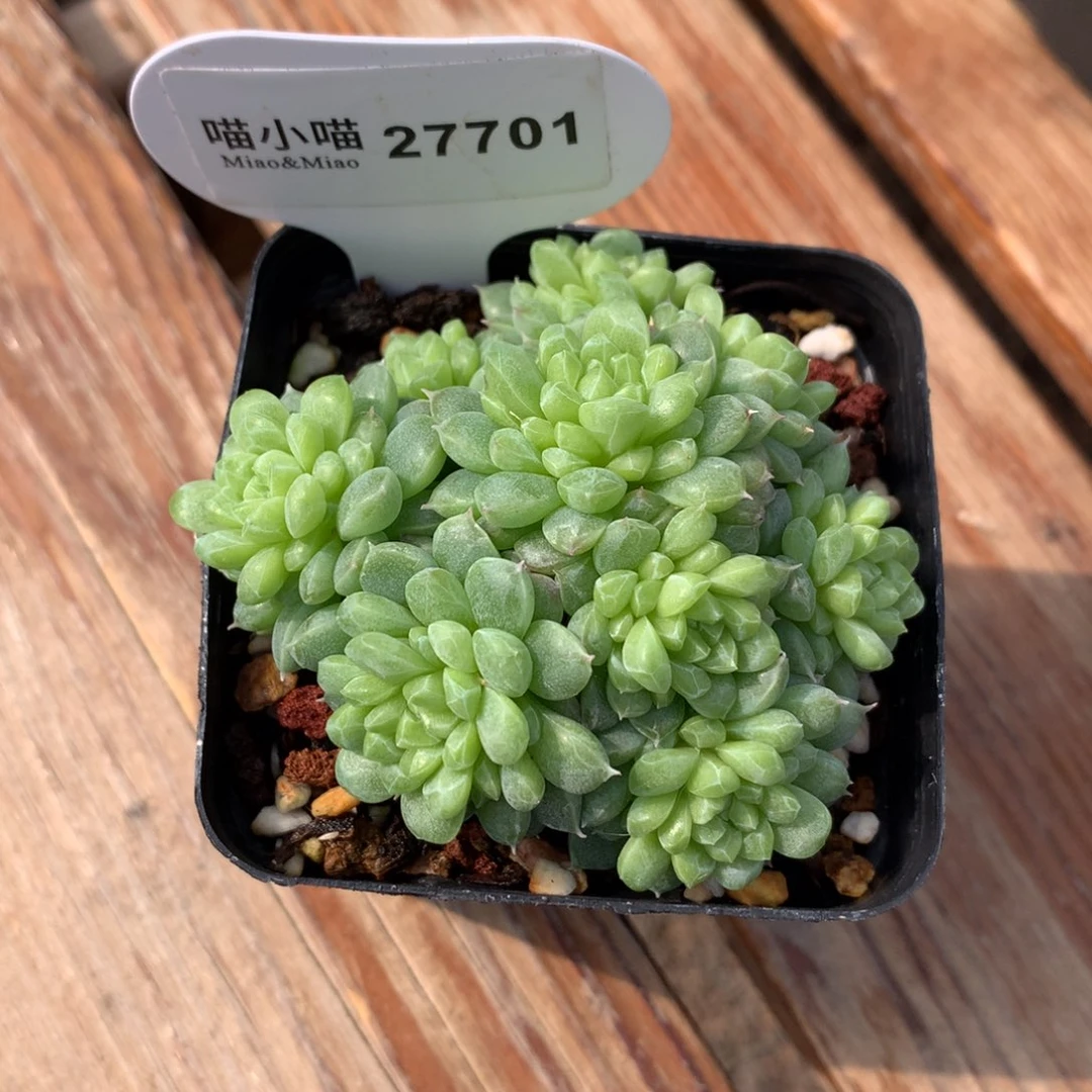 M***y多肉植物宝石珍妮