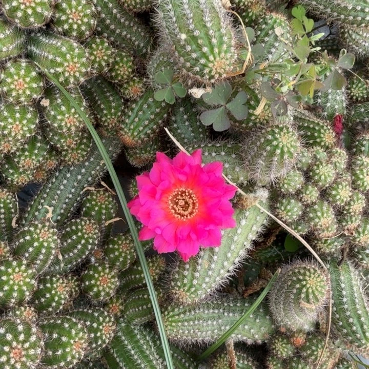 白檀仙人掌984侧芽一个