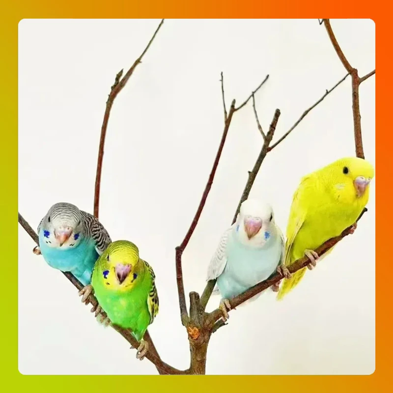 A【鹦鹉】2只一对彩色宠物鸟（包邮到家）