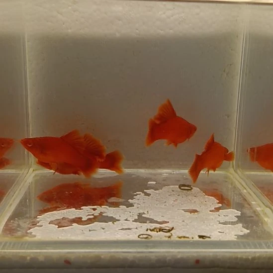 红剑鱼高鳍红剑观赏鱼