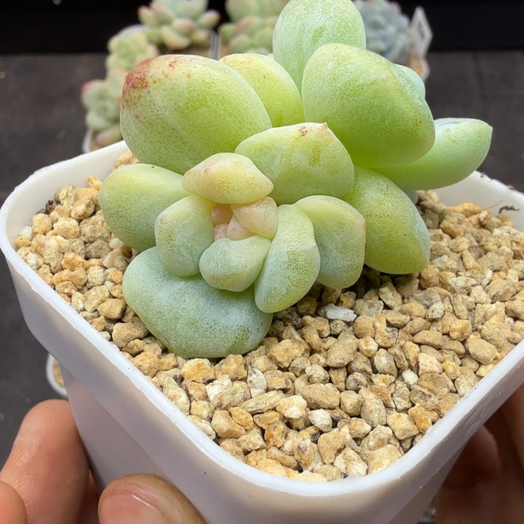 冰玉石化锦冰玉石化锦