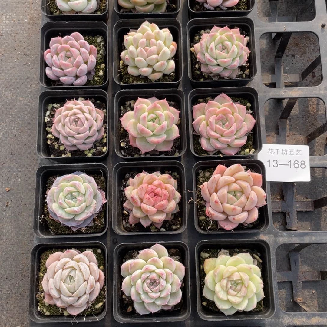 一物一拍18棵13-168