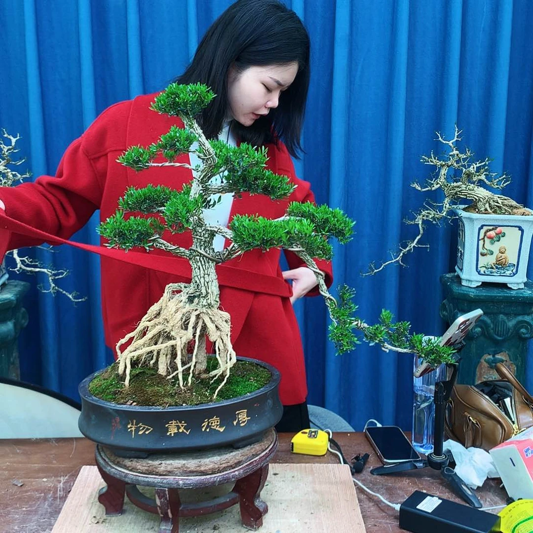 黄杨盆景一物一拍千*怪