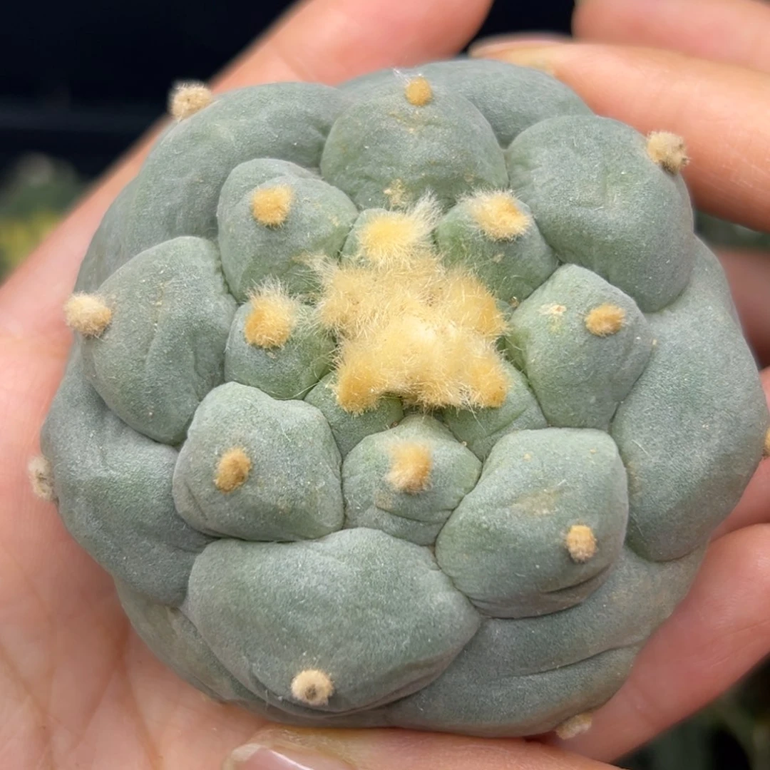 605 仙人球的比赛 有根点