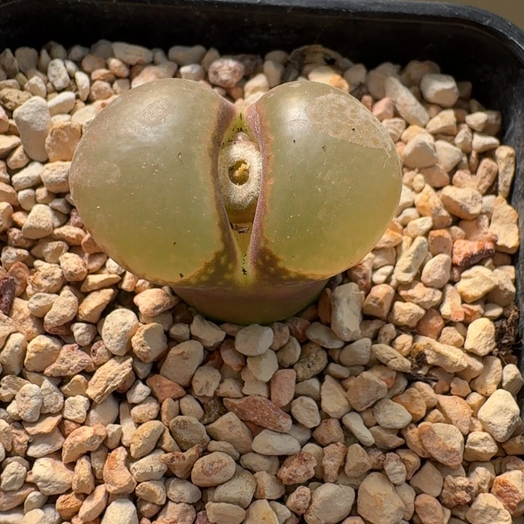 阳***肉云缦精品番杏3.7韩国原珠蘑菇头