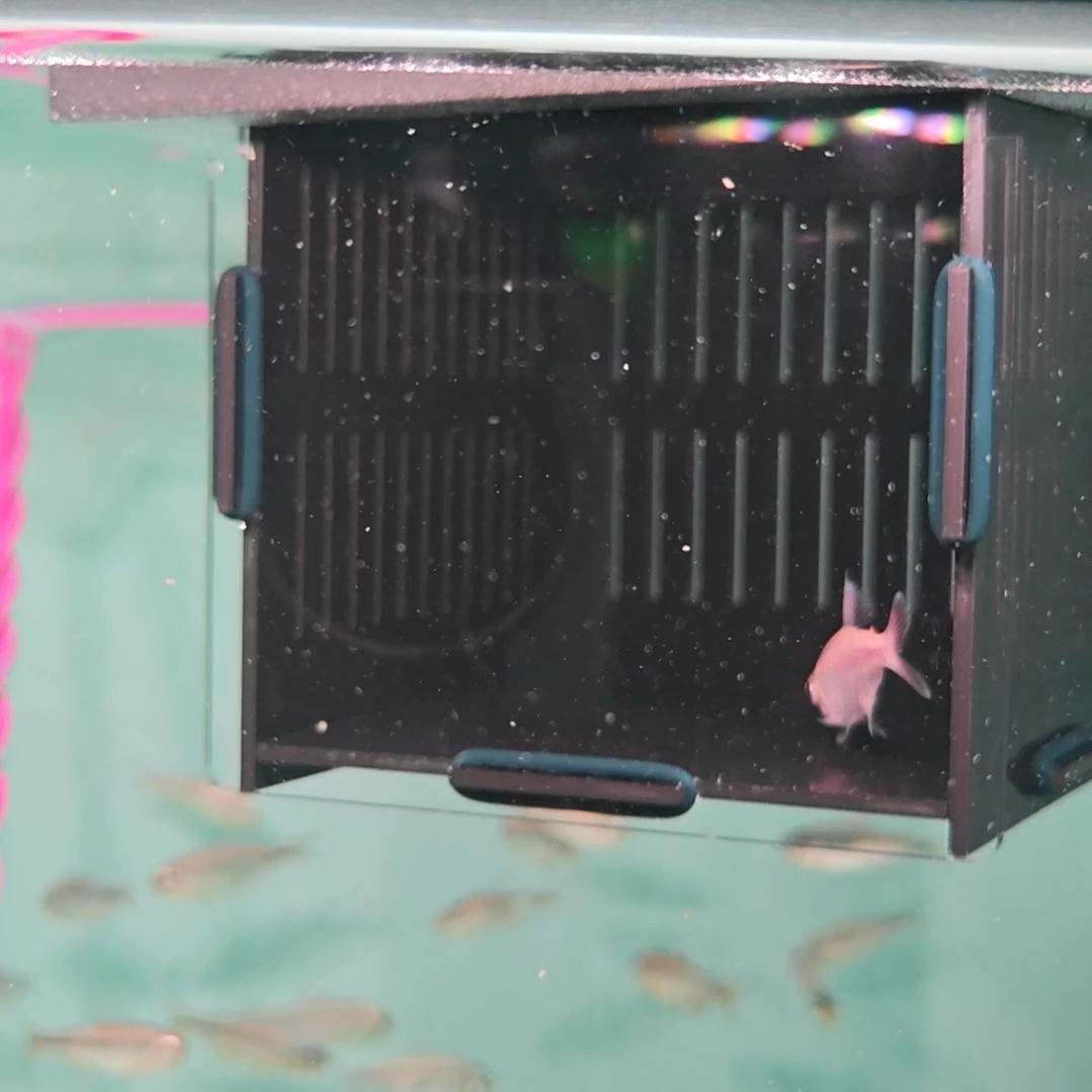 海水鱼白金粉钻碎金