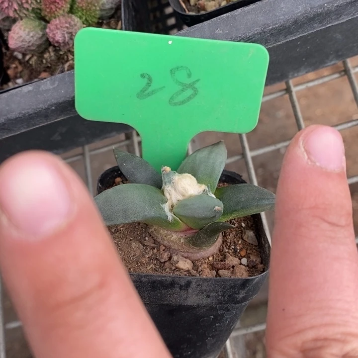 伯克利和他的朋友在一起的