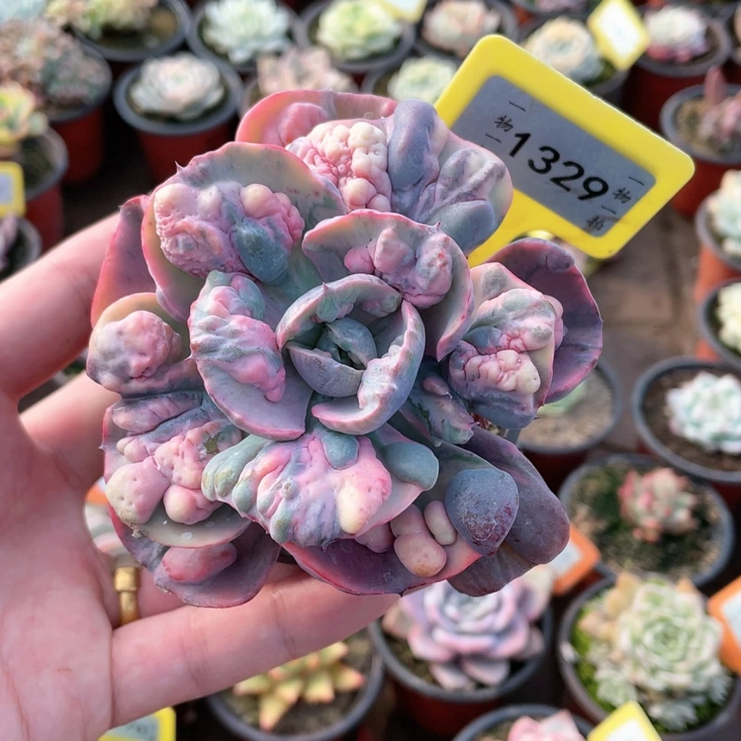 【闪购商品】1329号雨滴锦