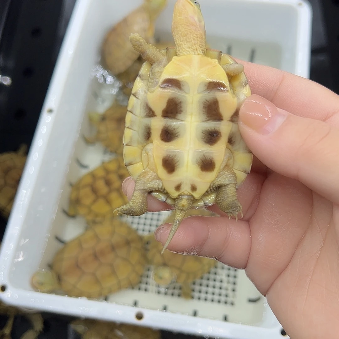 要***呀宠物龟不分公母加温包