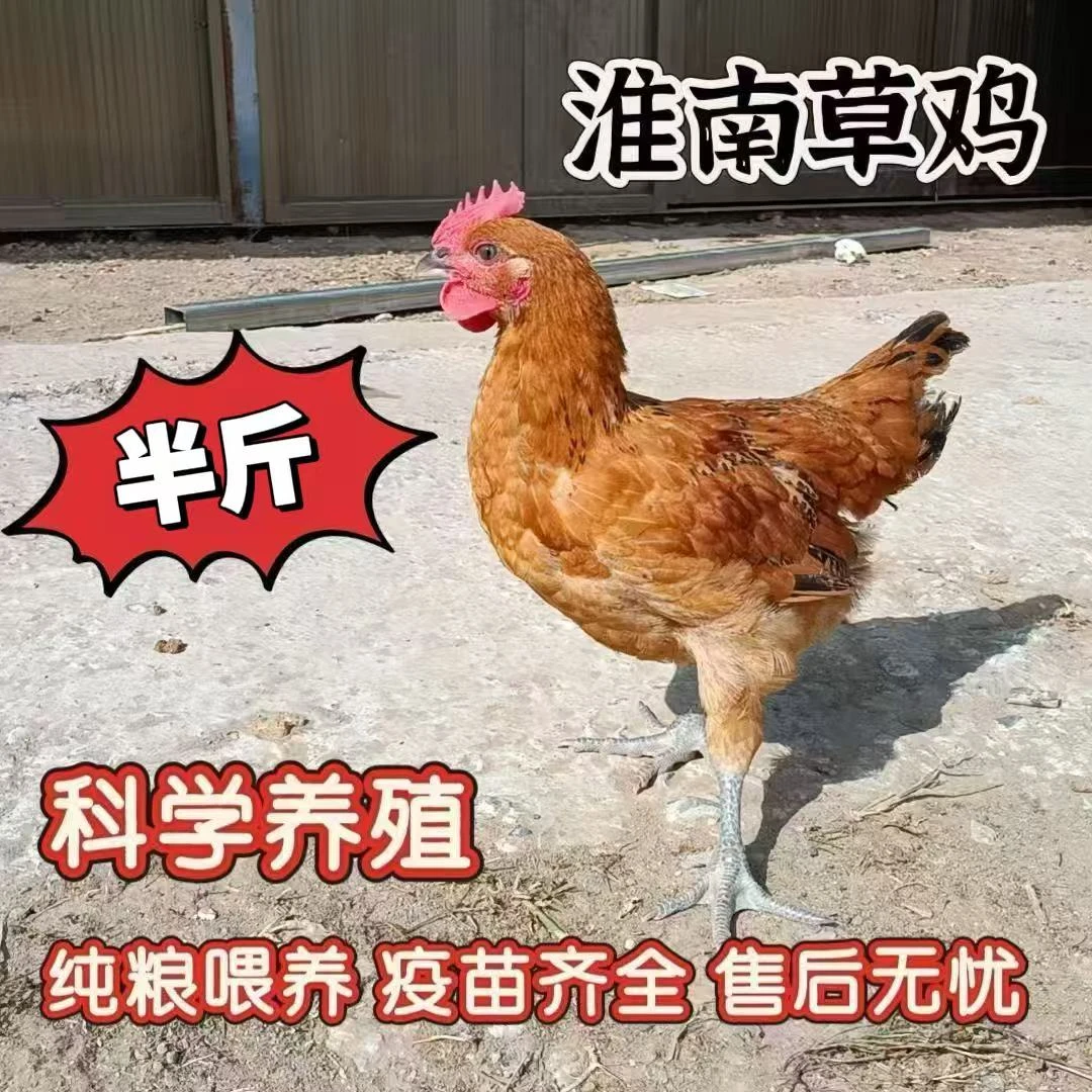 半斤左右淮南草土鸡宠物鸡长尾鸡【顺丰包邮】到手11只