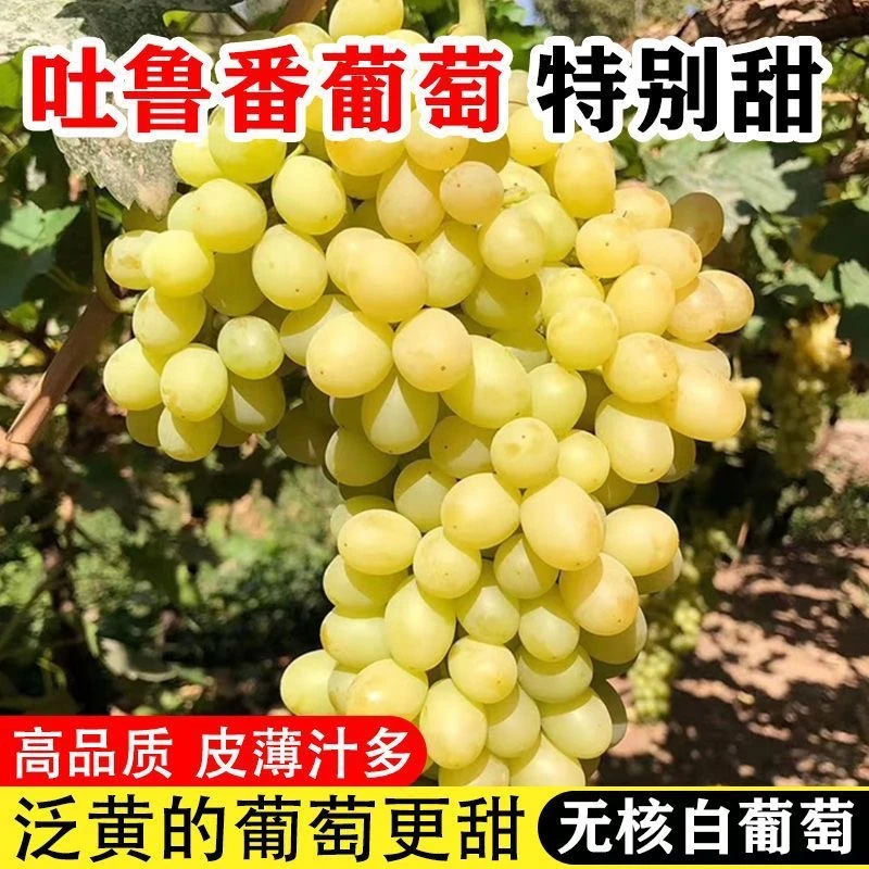 S新疆无核白葡萄当季新鲜孕妇水果吐鲁番无籽青提子维吾尔自治区