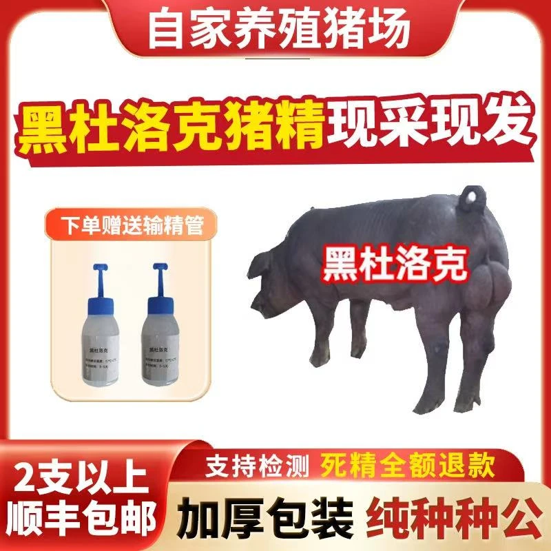 【黑杜洛克】60ml兽用优质精液黑猪精母猪配种人工授精当天现采现发