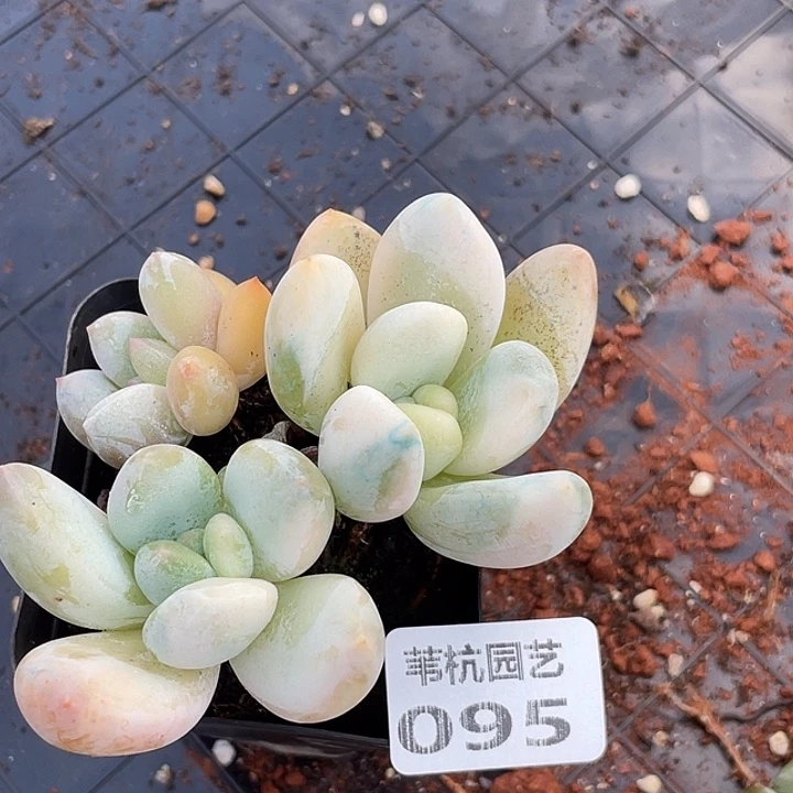 甲***胍095多年的历史中有一个