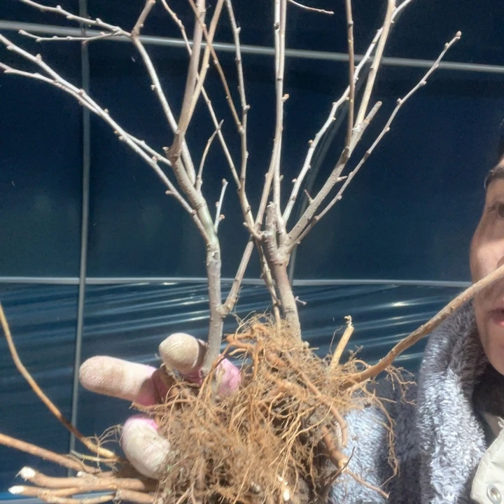 原生绿宝石海棠花一颗