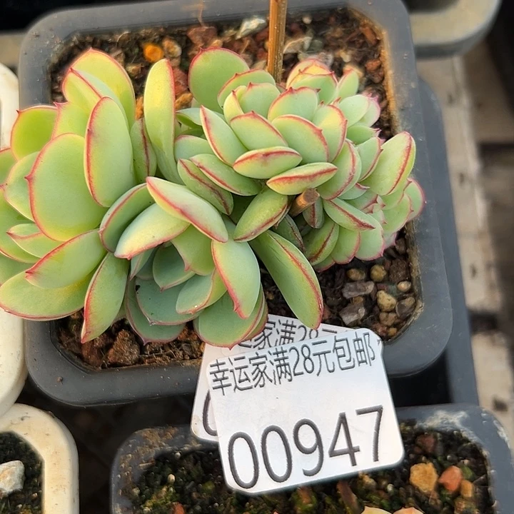 幸运的是我还没遇到你