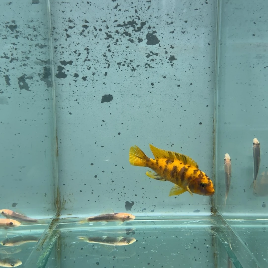 慈鲷潍***士624号皇马