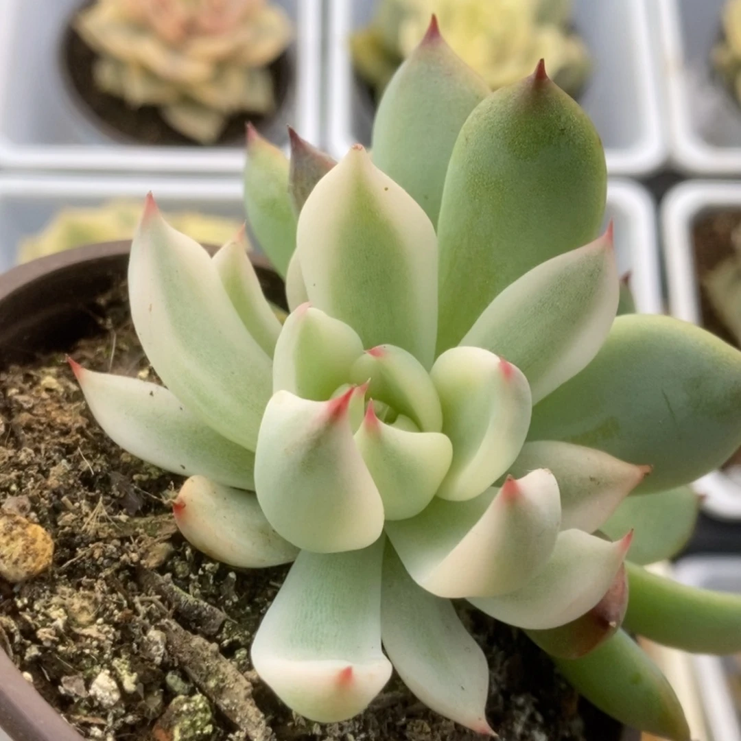 539锦锦锦锦锦锦