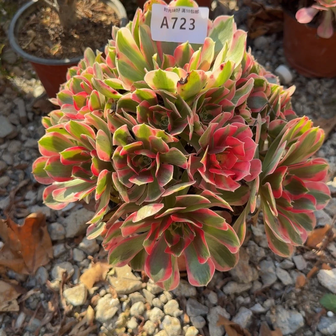 723妖月。多肉植物