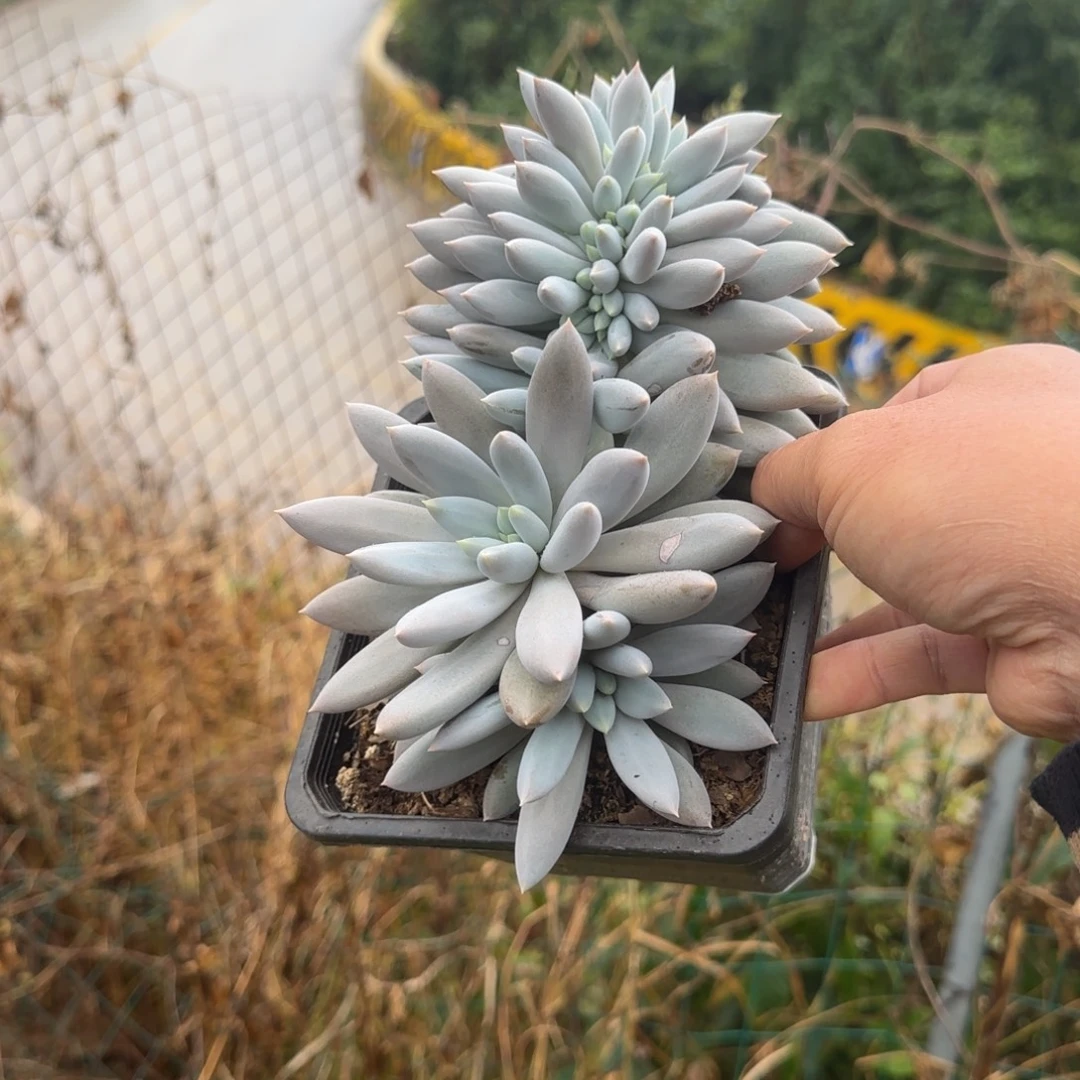 灜***嘉多肉植物哥特萝莉