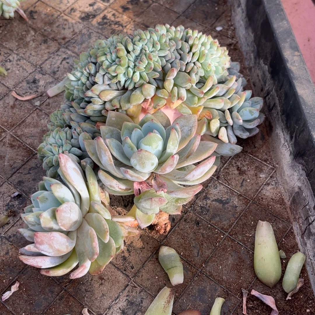 萍***聚星影缀化多肉植物