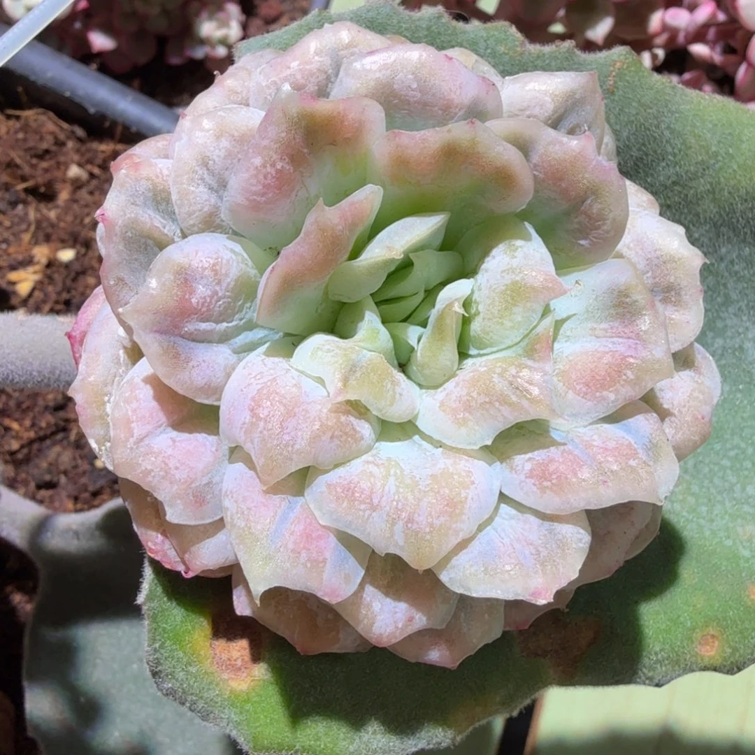 泡泡纱群，锦上园艺一物一拍