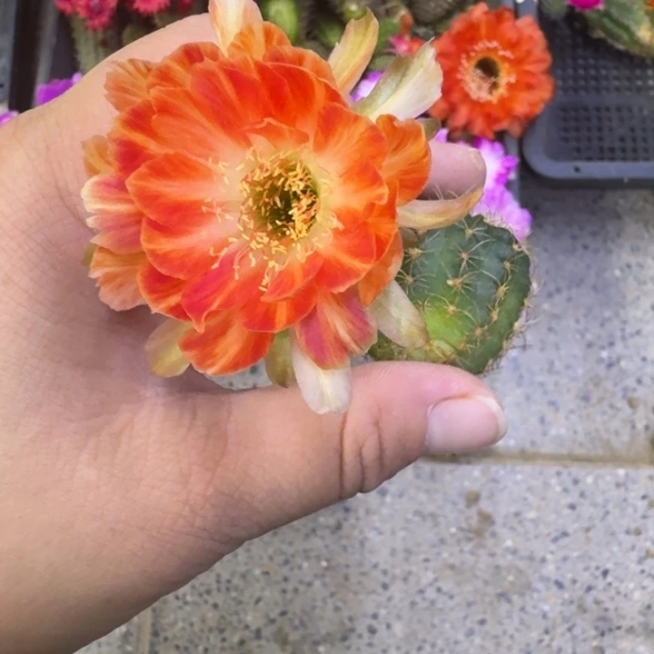 208丽花21歪无根侧牙3公分左右，20包邮