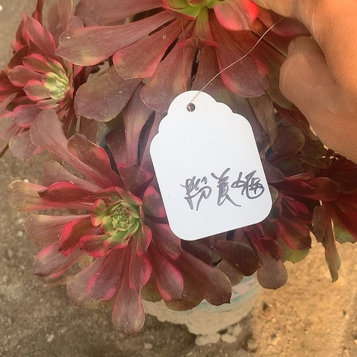 多肉植物粉没几法师