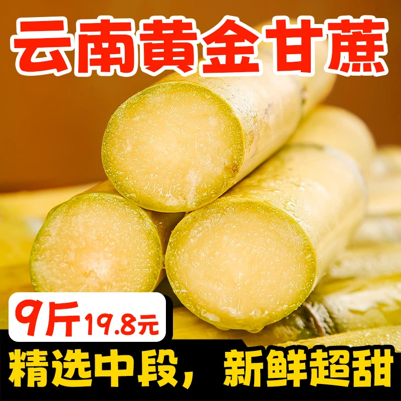 云南黄金甘蔗新鲜水果精选中段甘甜多汁脆爽节长肉多