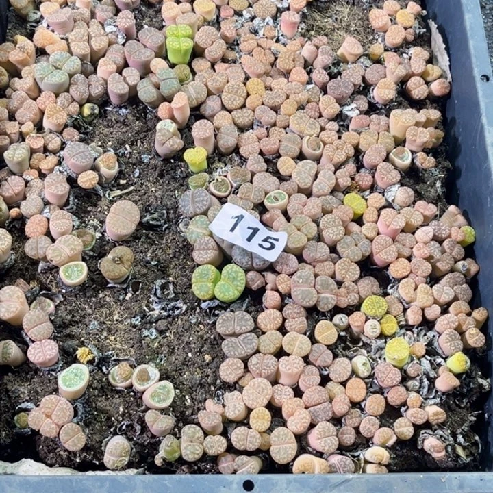 115 生石花一物一图初8发货