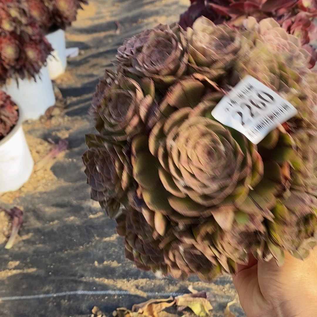 2260万拉丝多肉一个断枝