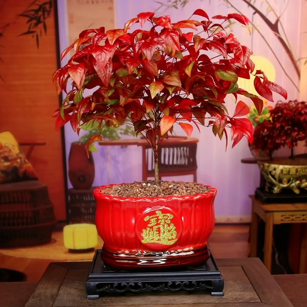 【鸿运当头】波纹红陶瓷盆火焰红南天竹室内高端盆栽（绿叶发货）