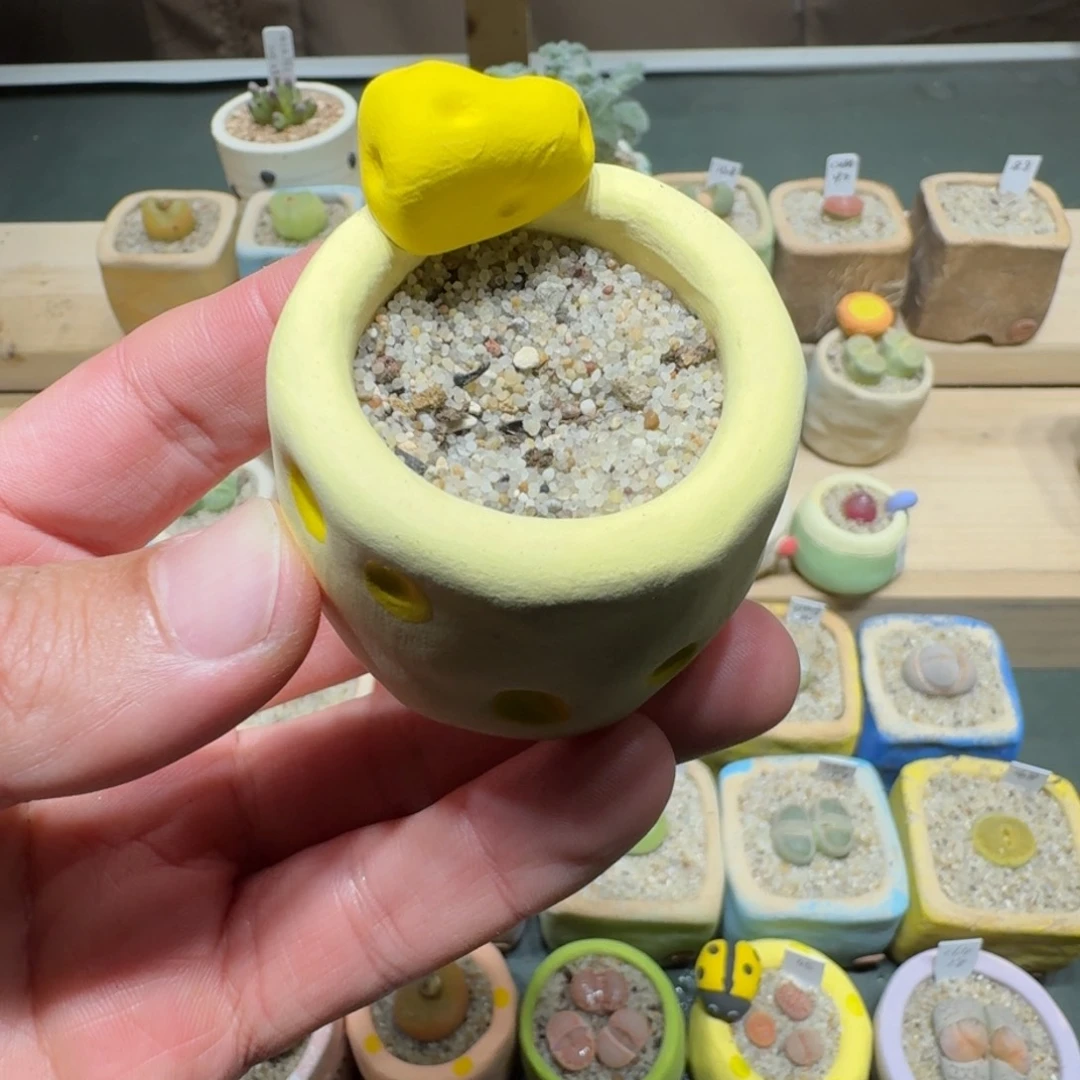 红陶奶****羊蘑菇1131花盆