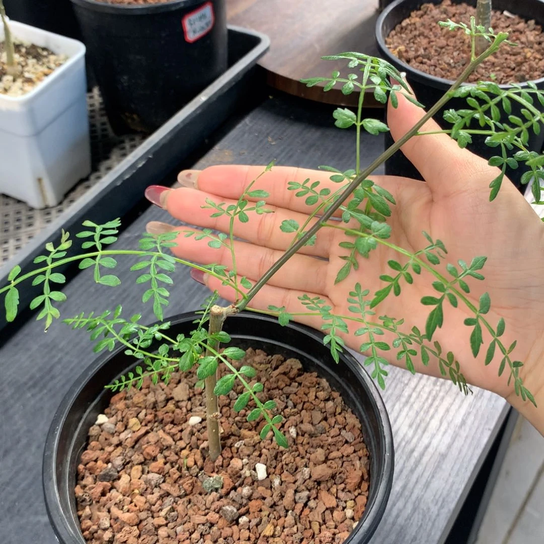 碧皮纳特裂榄哈哈哈哈