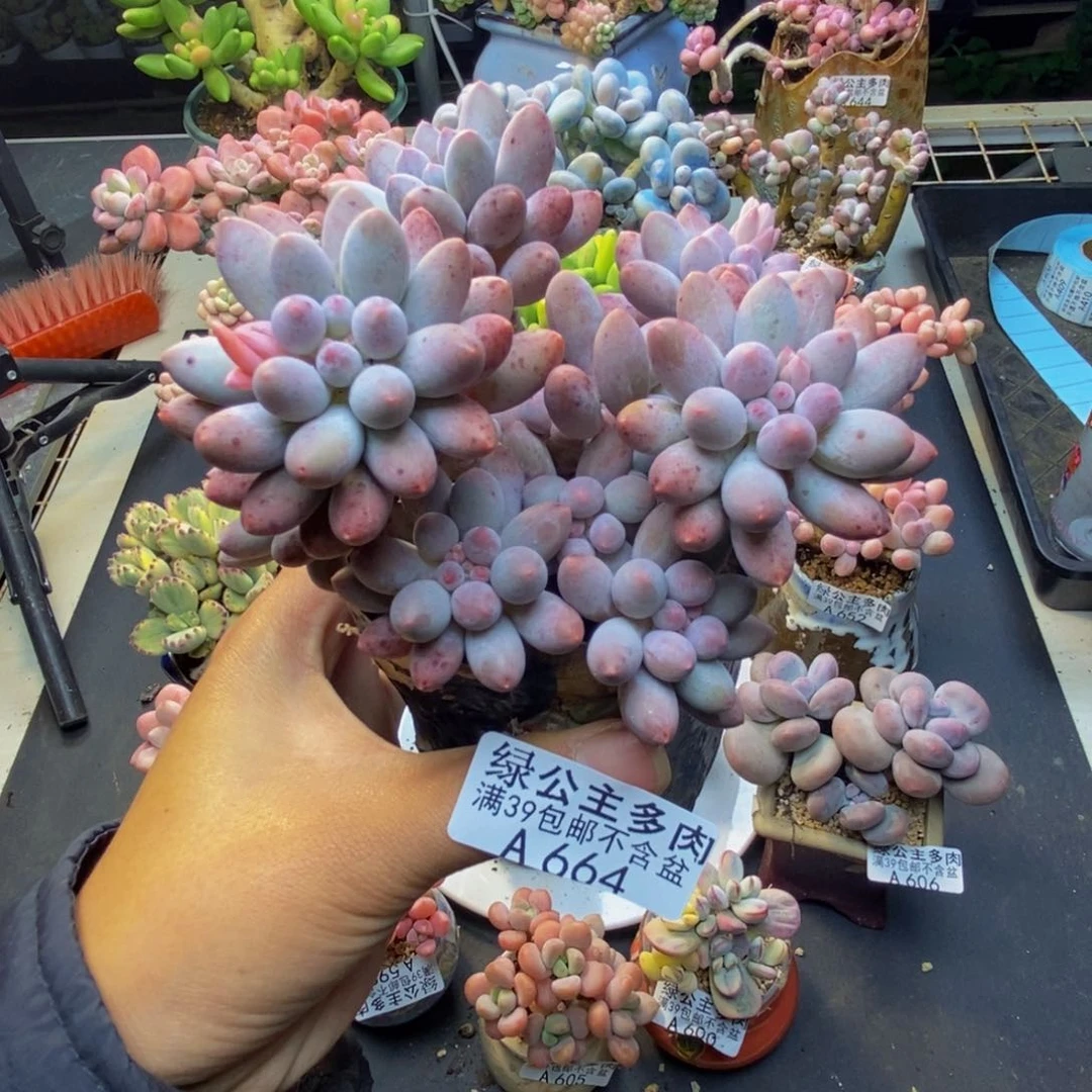 664婴儿手指多肉10c m