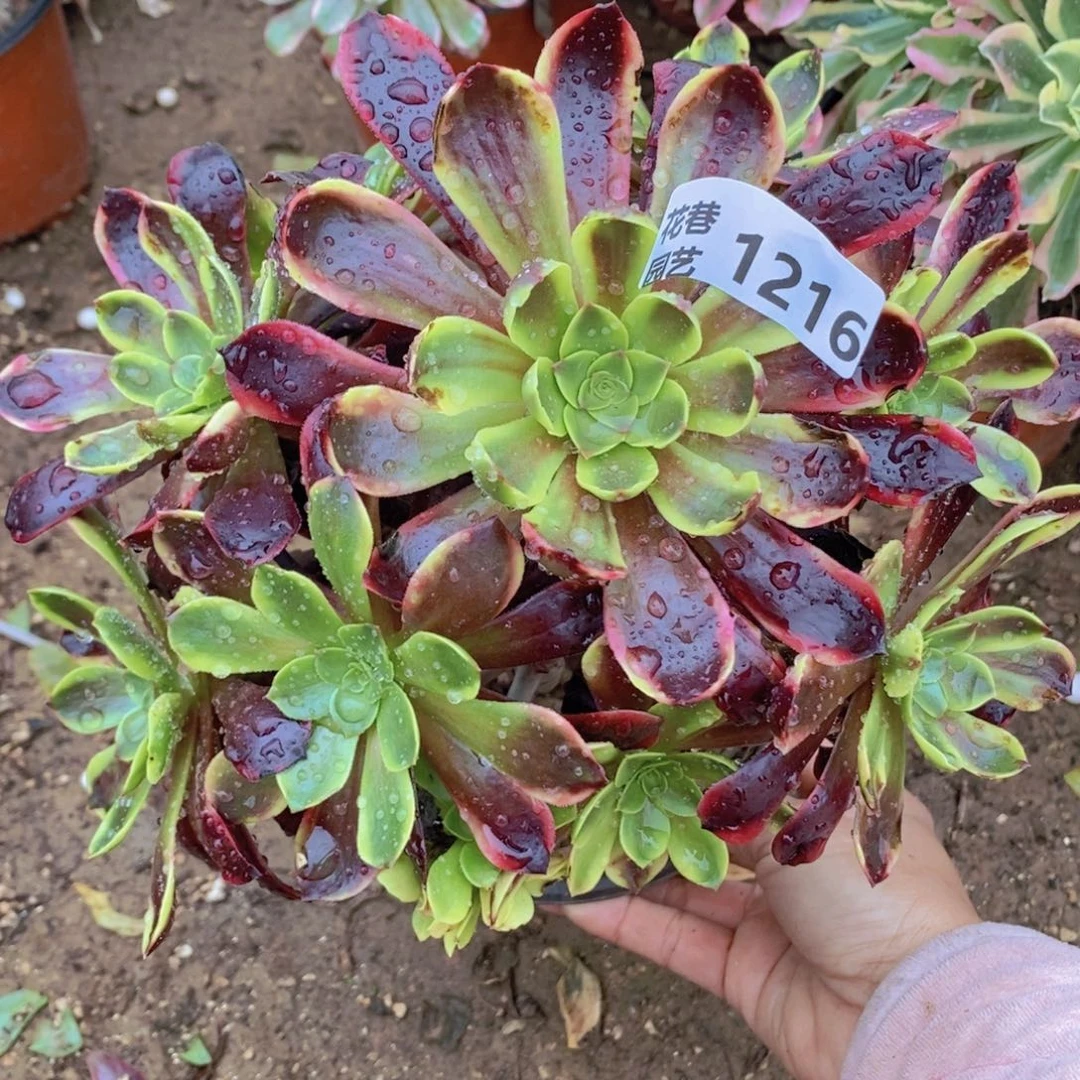 1216 号一物一拍多肉植物