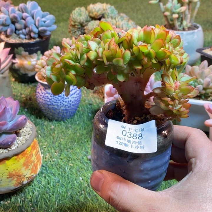 0388啊啊啊啊啊啊啊啊啊啊