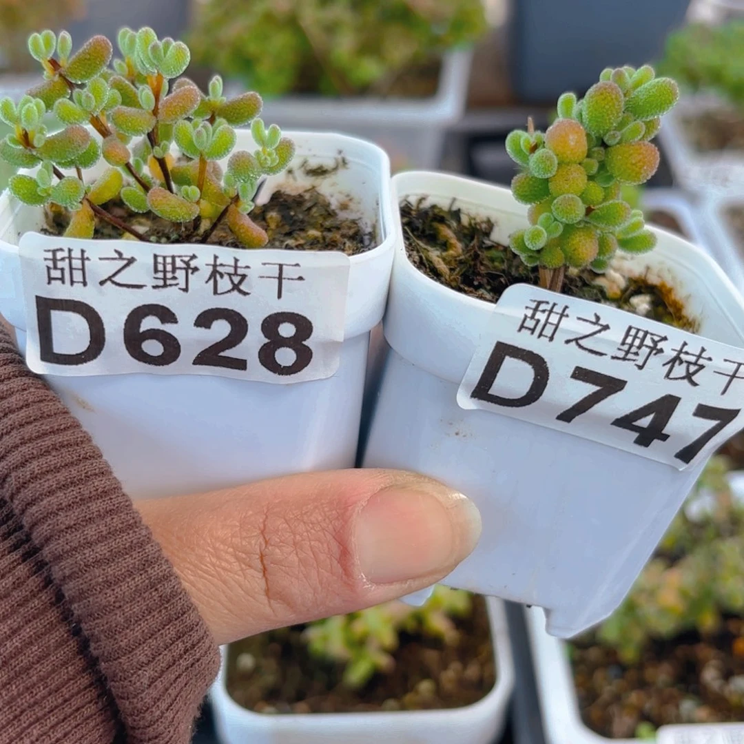 嘀**芒翡翠628和747。