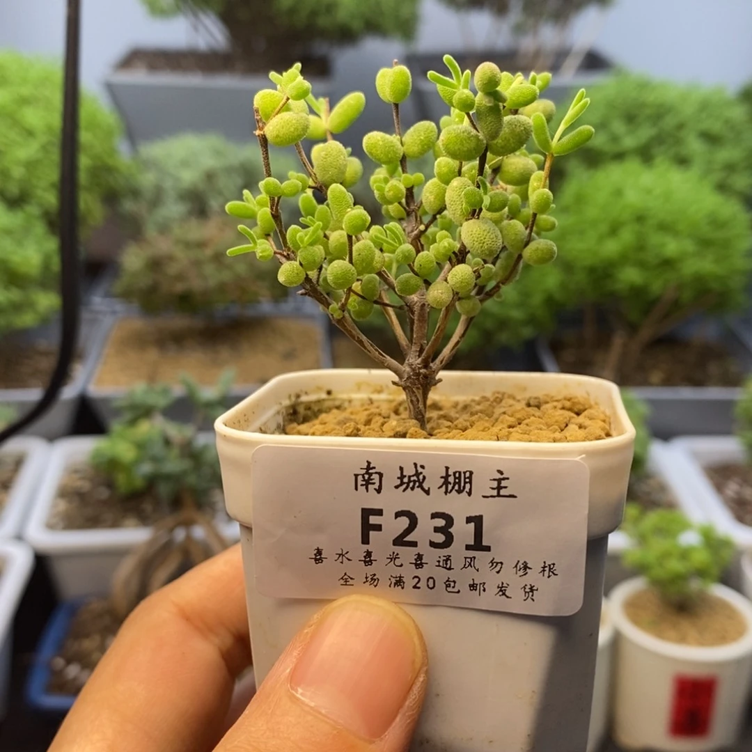 231实生糖球枝干