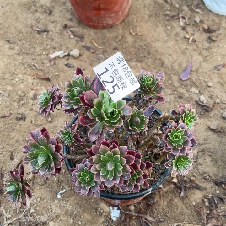 125朝霞小绣球1法师